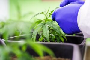 Die besten Superfoods für mehr Vitalität