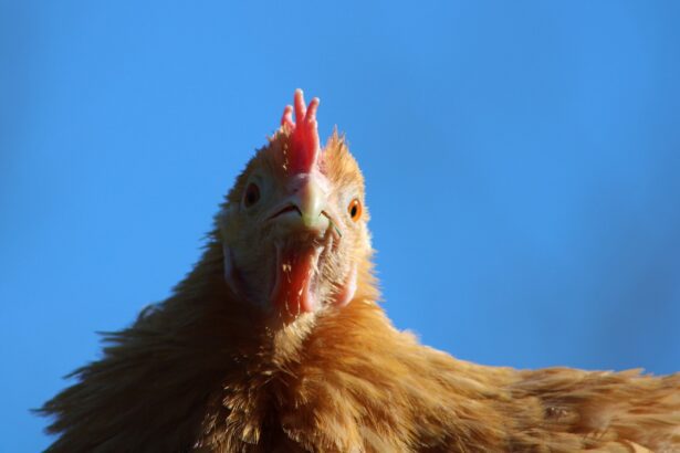 Die Entstehung des Lebens auf der Erde