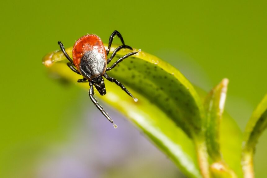 Die Macht der Bakterien: Mikrobiom und Gesundheit erklärt