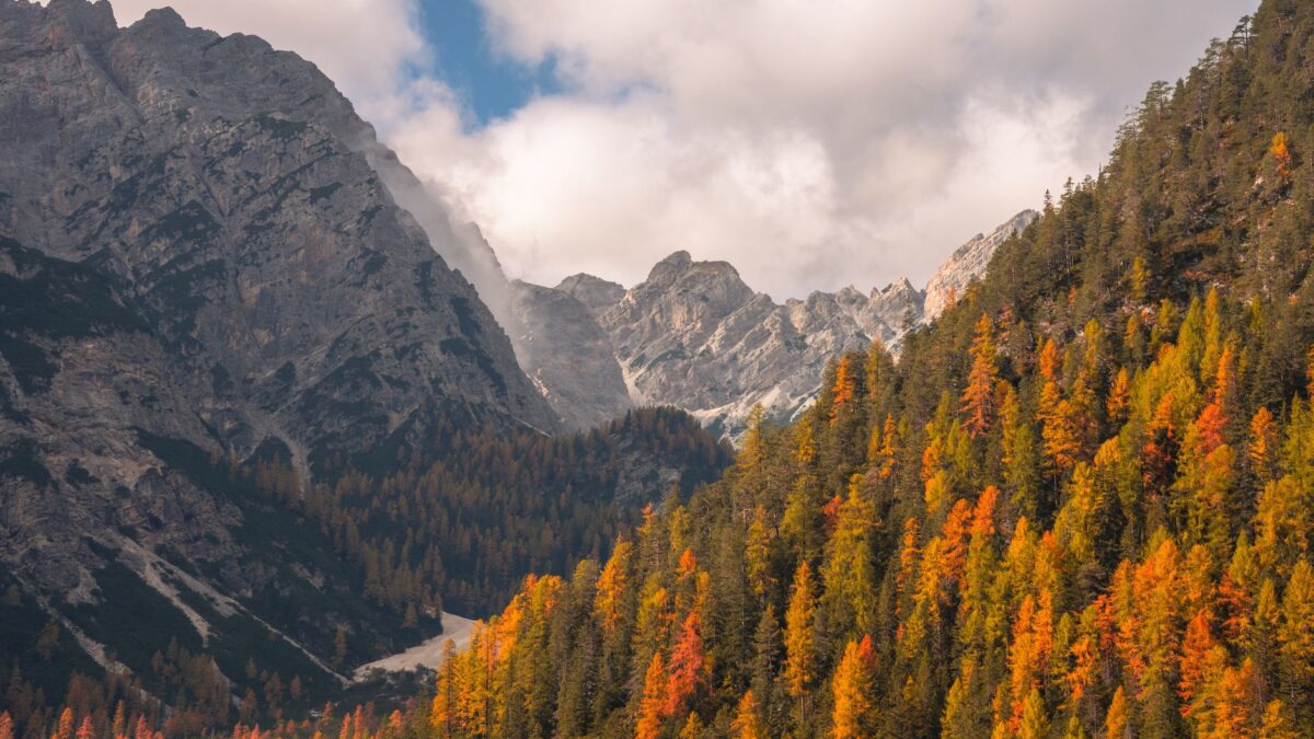 Laubfärbung im Herbst: Warum sich Blätter bunt verfärben