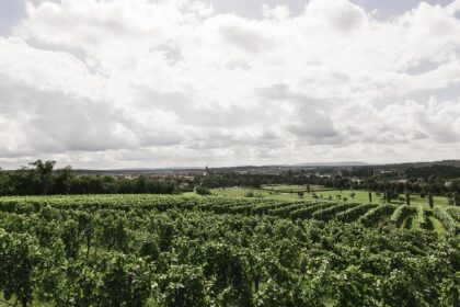 Schweizer Wein: Eine Reise durch die Weinberge