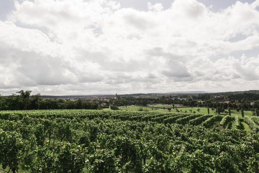 Schweizer Wein: Eine Reise durch die Weinberge