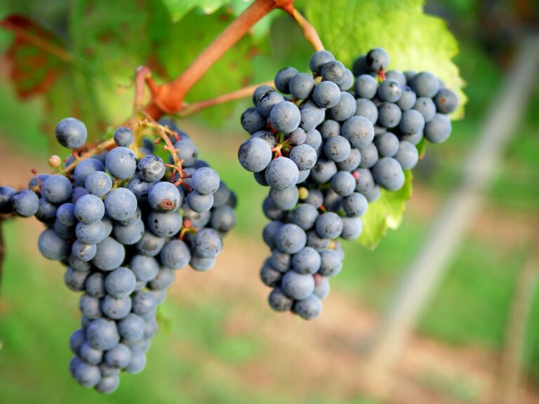Schweizer Wein: Genuss aus den Rebbergen der Schweiz