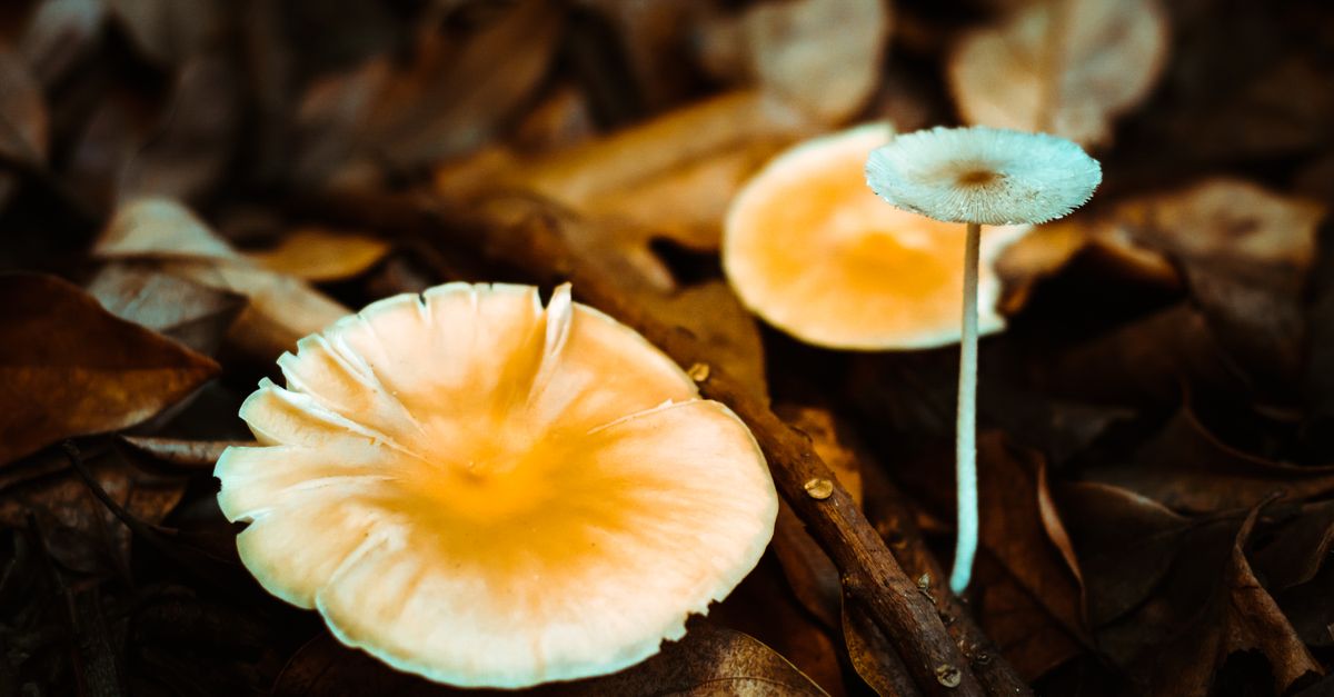 Pilze auf dem Waldboden – Mikroorganismen, die Kunststoff zersetzen koennen