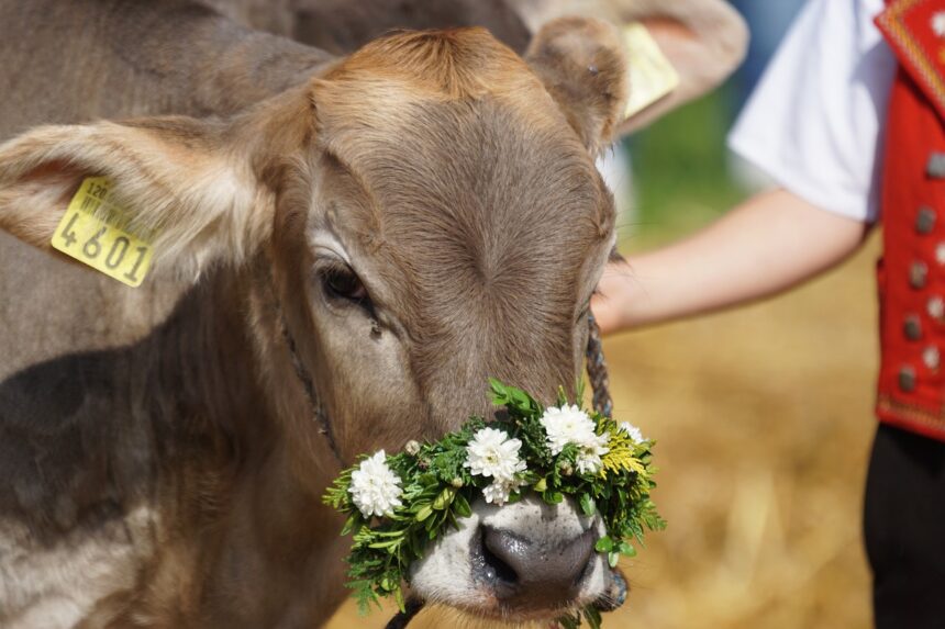 Von Jodeln bis Schwingen: Schweizer Brauchtum hautnah