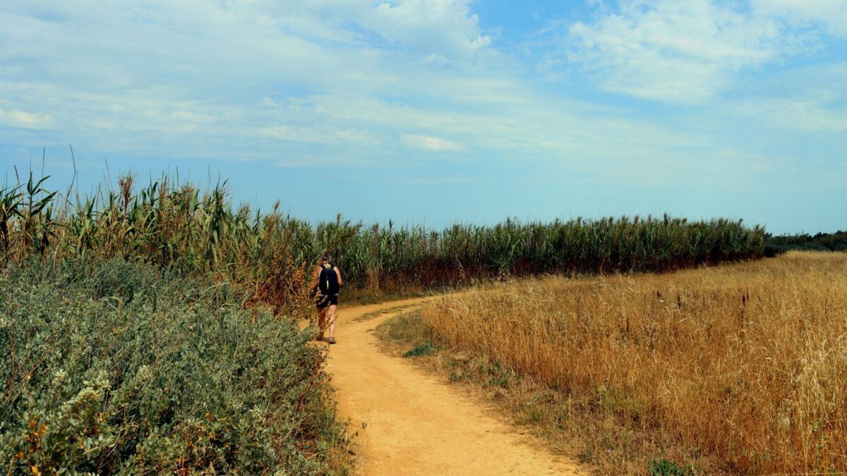 Zeckenschutz beim Wandern: So schützt du dich im Sommer